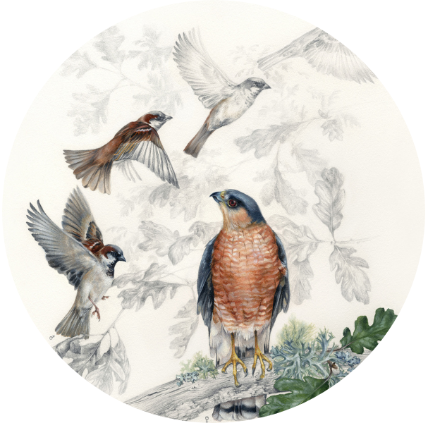  Artwork by Jen Lobo, frontispiece for the Wilson Journal of Ornithology (Issue 132)