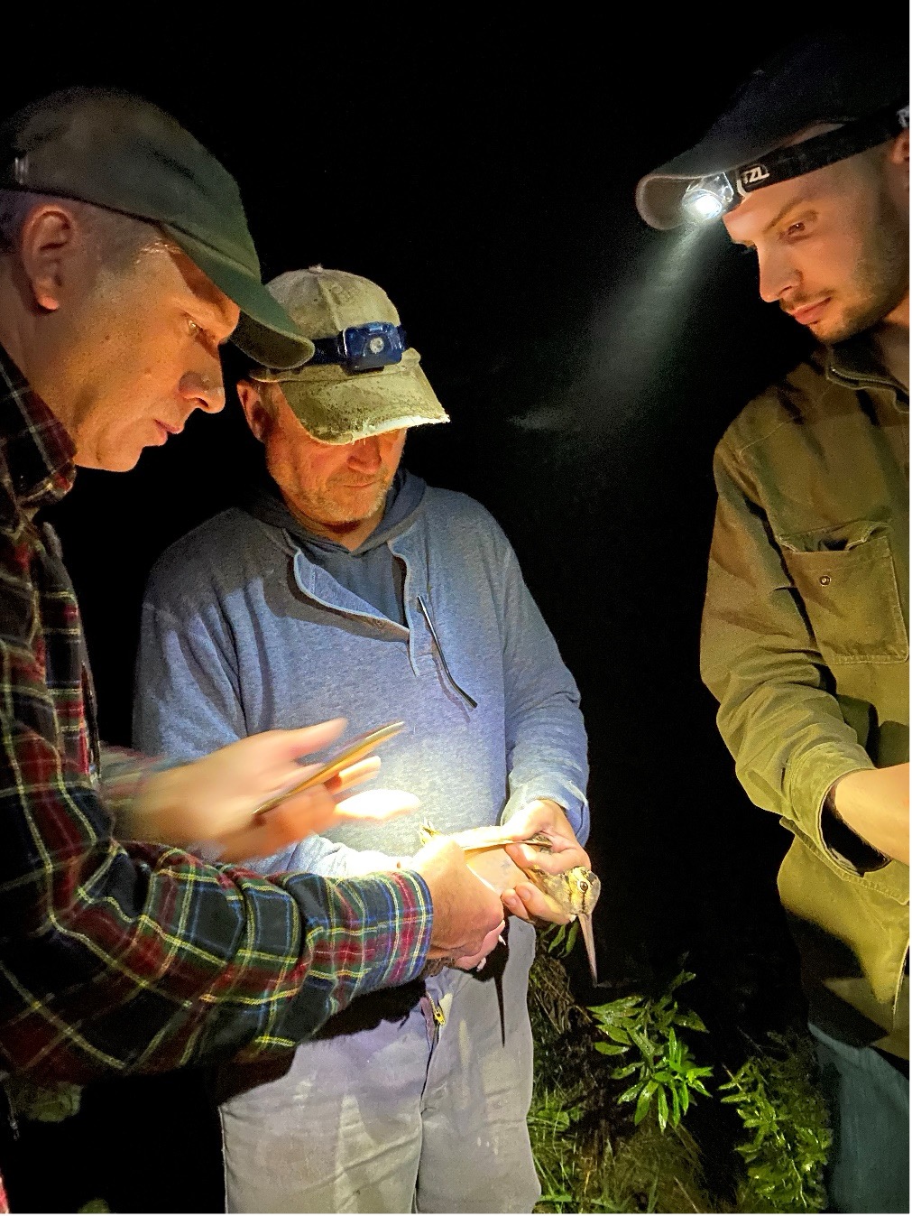 Deploying satellite transmitters in collaboration with Vermont Fish and Wildlife, Audubon Vermont, and The Nature Conservancy