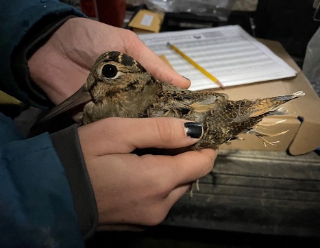 Woodcock about to be tagged with a satellite transmitter in Nova Scotia
