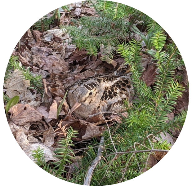  Satellite-tagged woodcock using nesting habitat (Photo credit: Mathieu Tetreault, Environment and Climate Change Canada)