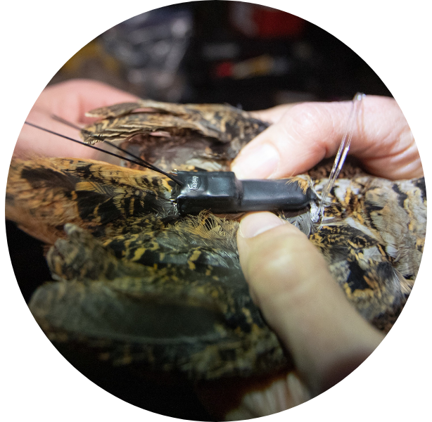  An American Woodcock receiving a satellite tag (Photo credit: Billy Pope, ALDNR)